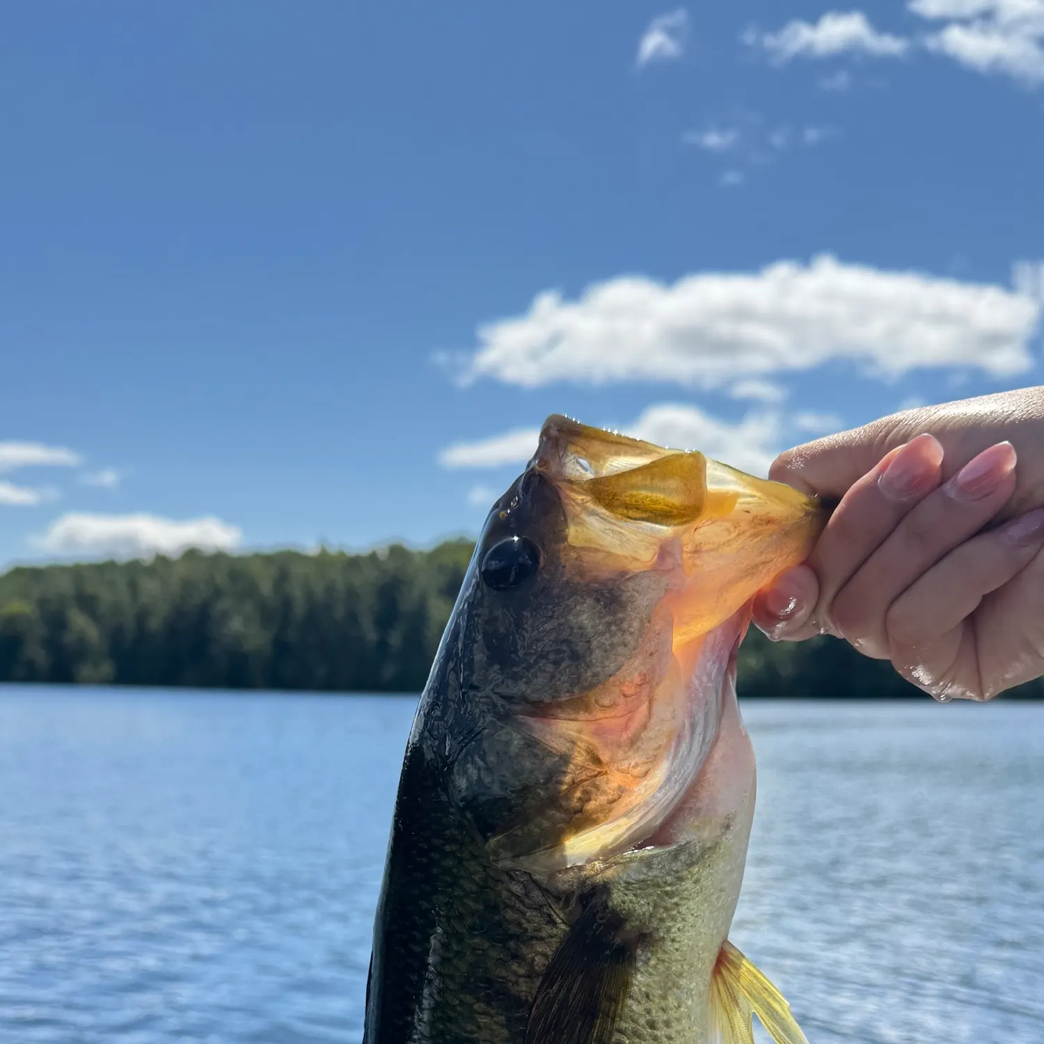 Fish caught on Fishbrain