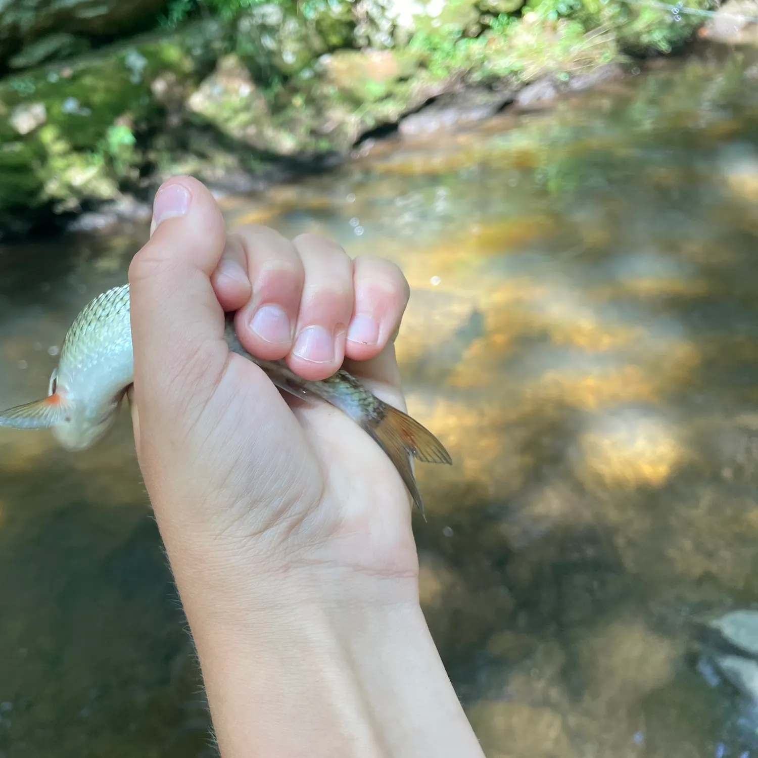 Fallfish caught on Fishbrain