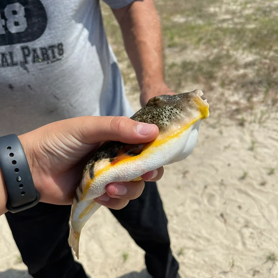 The most recent Northern puffer catches on Fishbrain