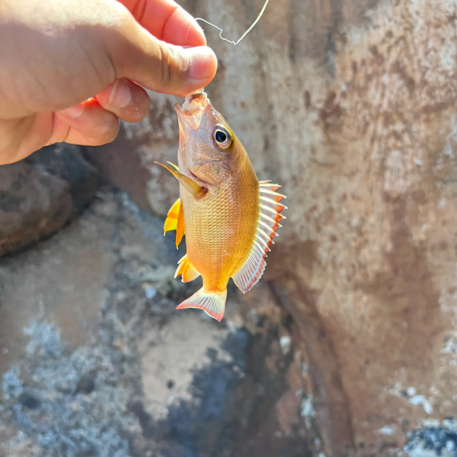 The most recent Blacktail snapper catches on Fishbrain