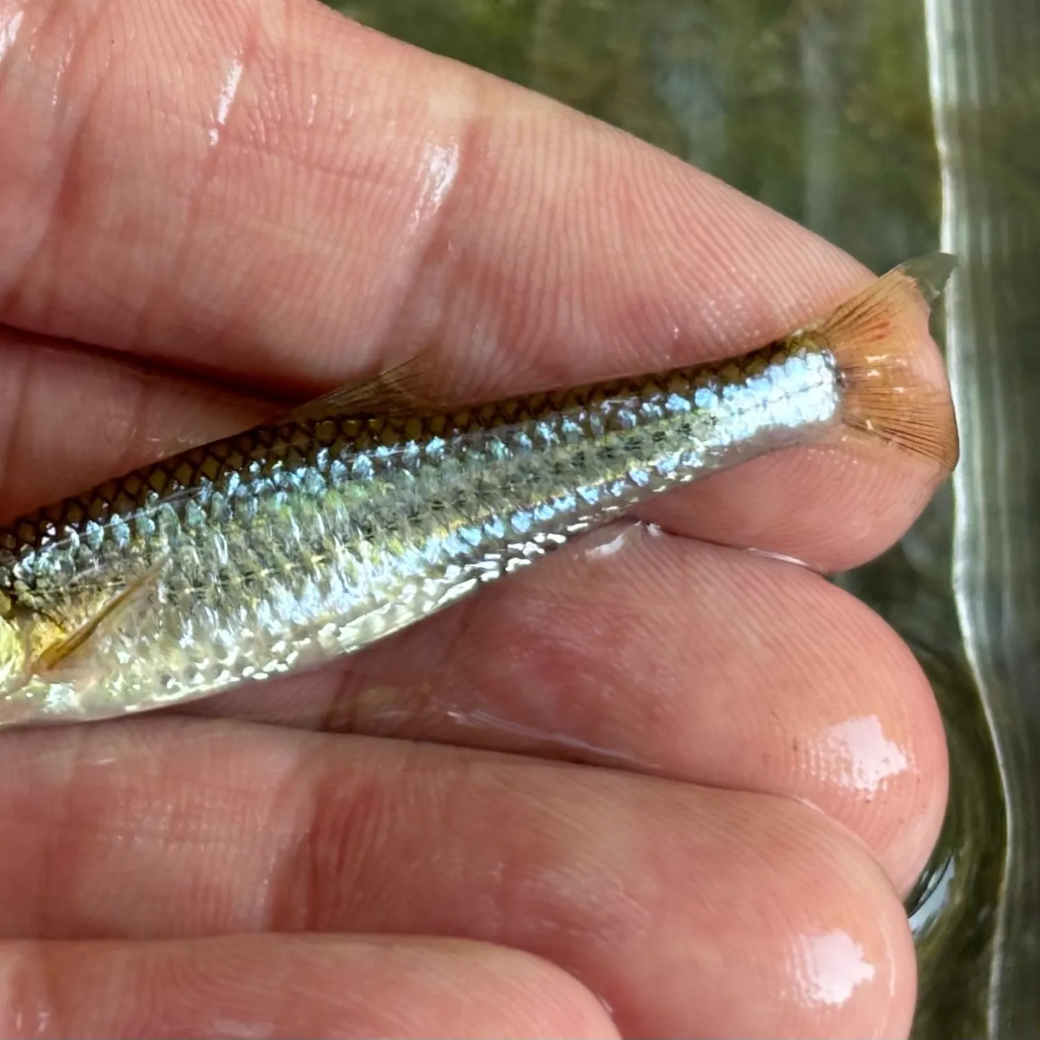 The most recent Sand shiner catches on Fishbrain