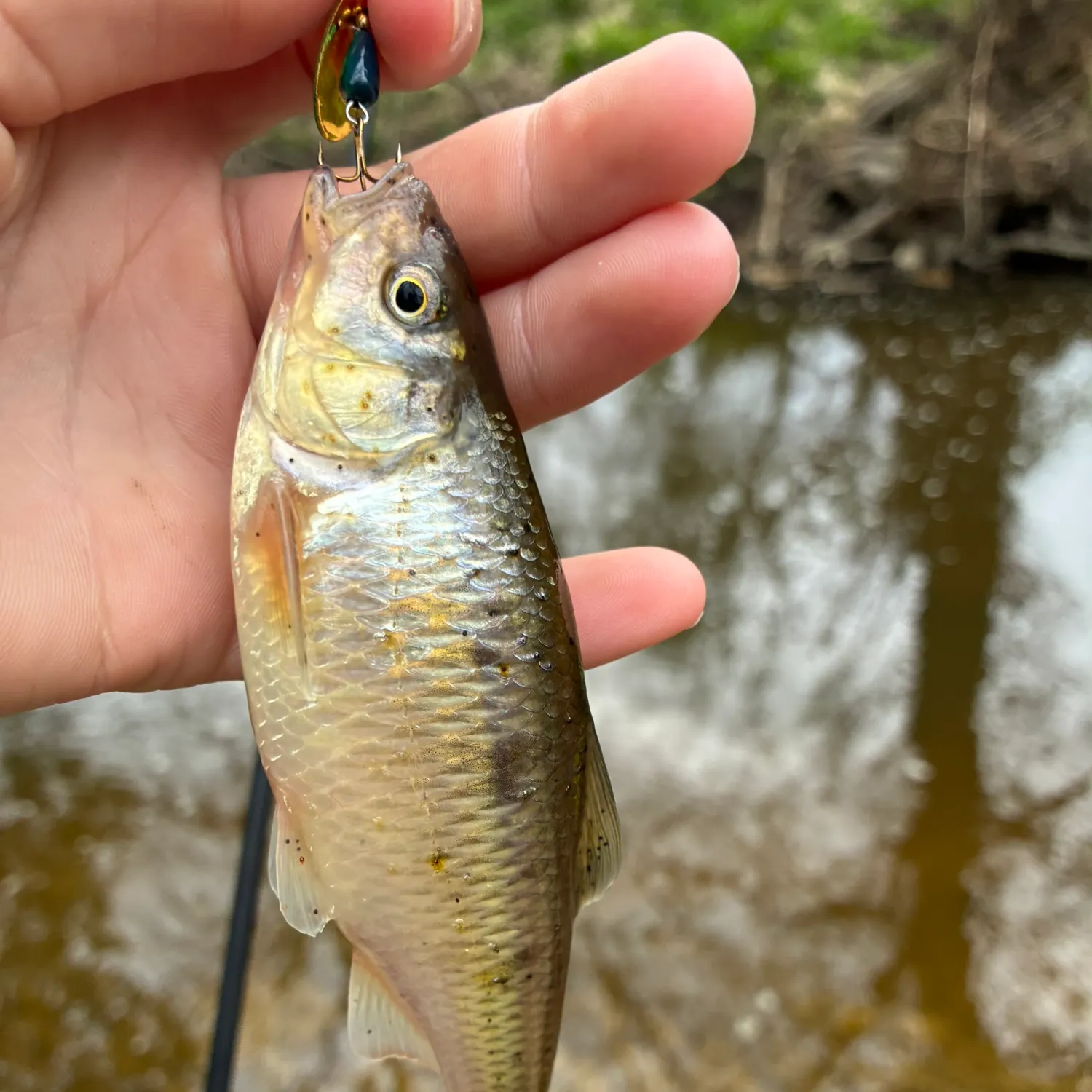 The most recent Striped shiner catches on Fishbrain