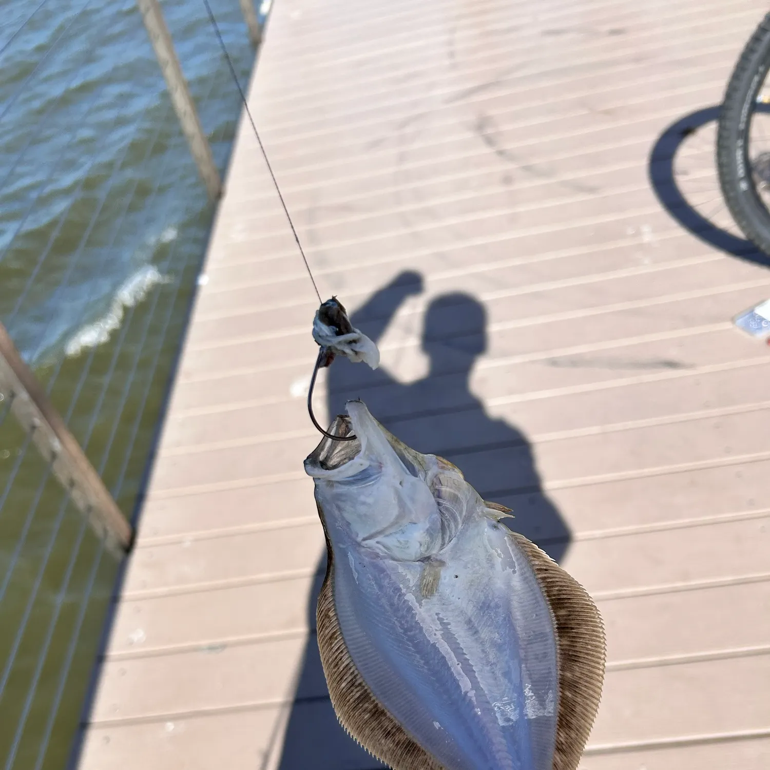 Summer flounder caught on Fishbrain