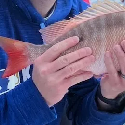 The most recent Mutton snapper catches on Fishbrain