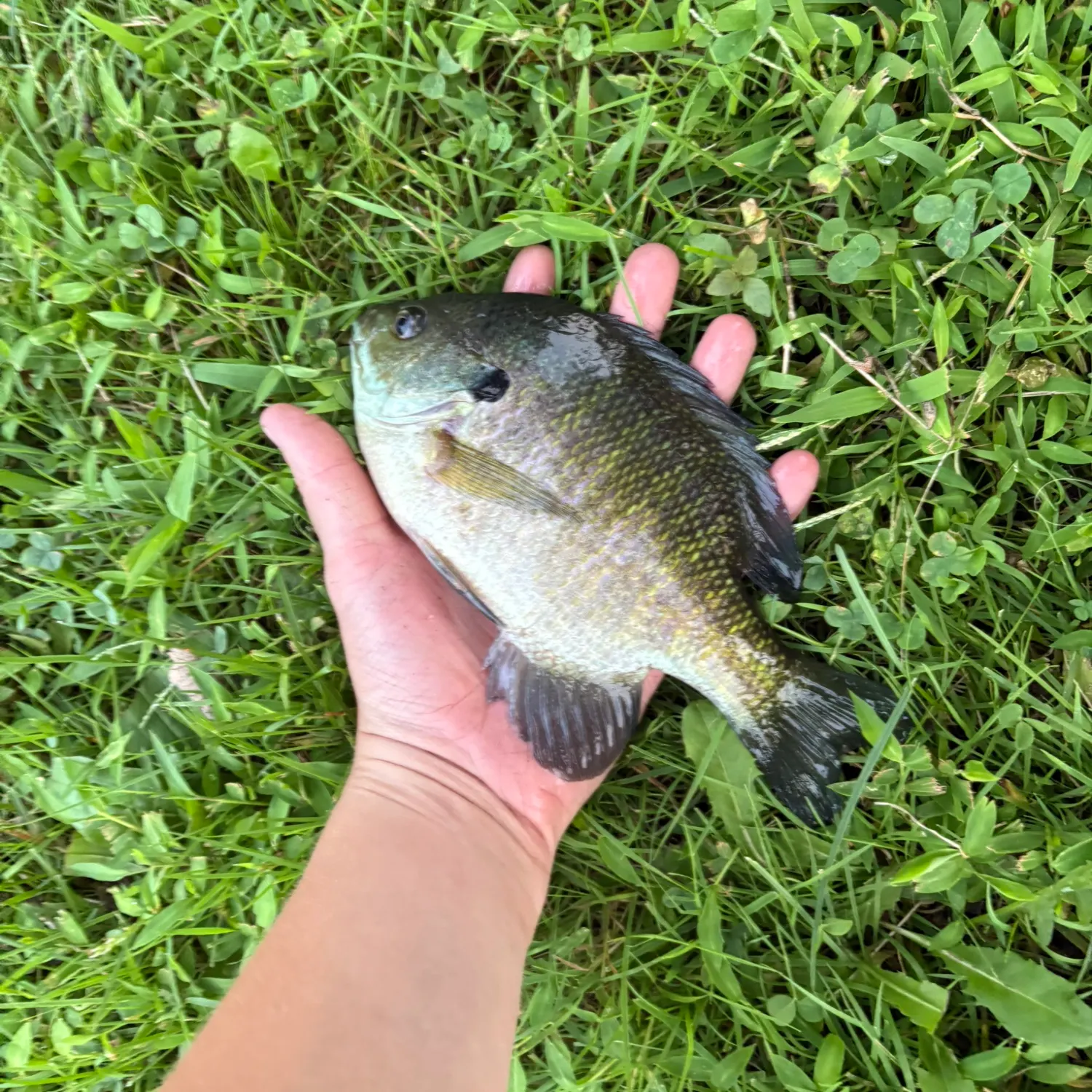 Bluegill caught on Fishbrain