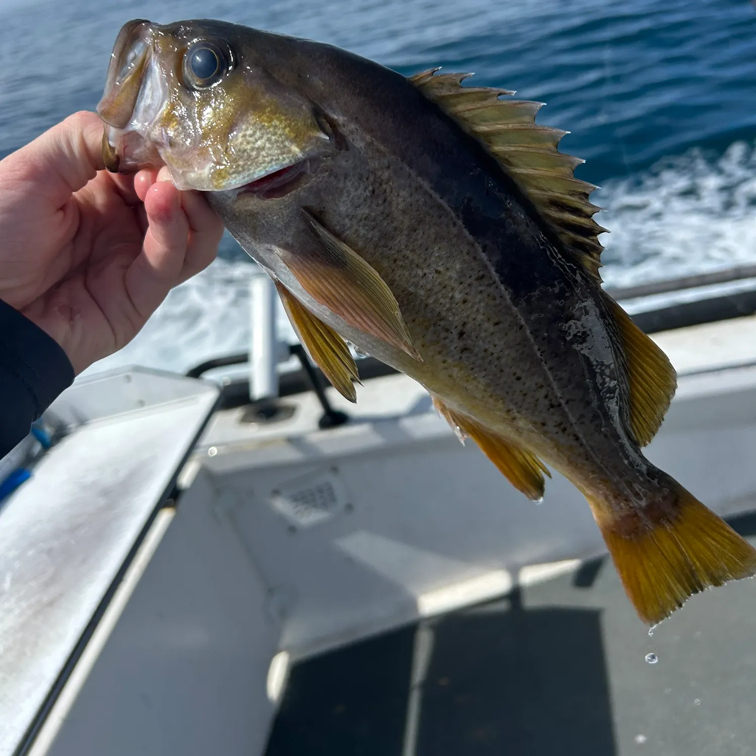 The most recent Olive rockfish catches on Fishbrain