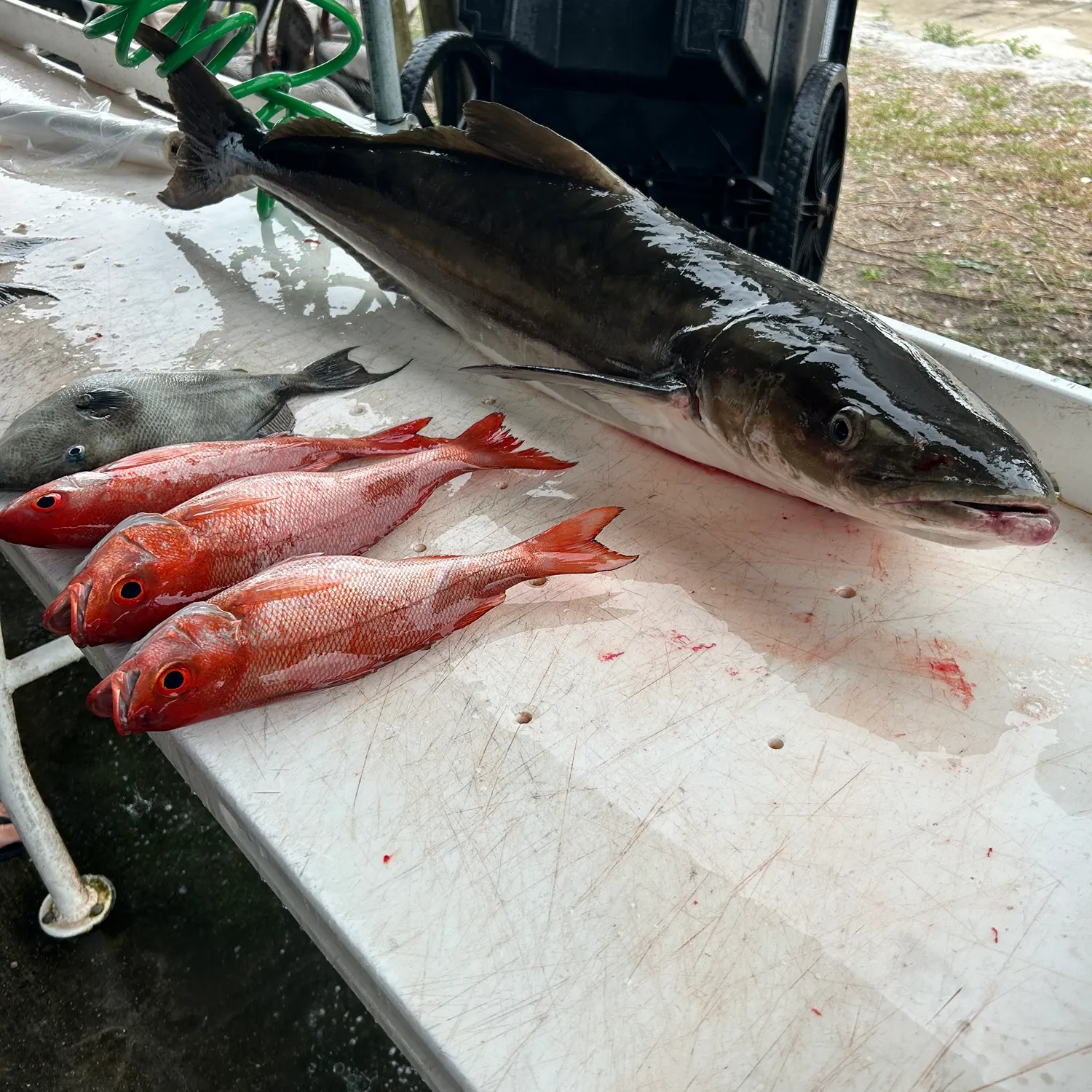 The most recent Vermilion snapper catches on Fishbrain