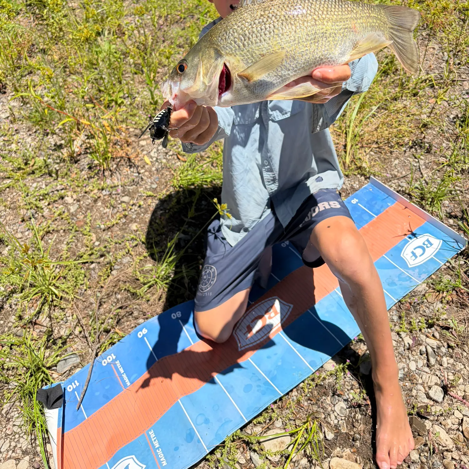 The most recent Australian bass catches on Fishbrain