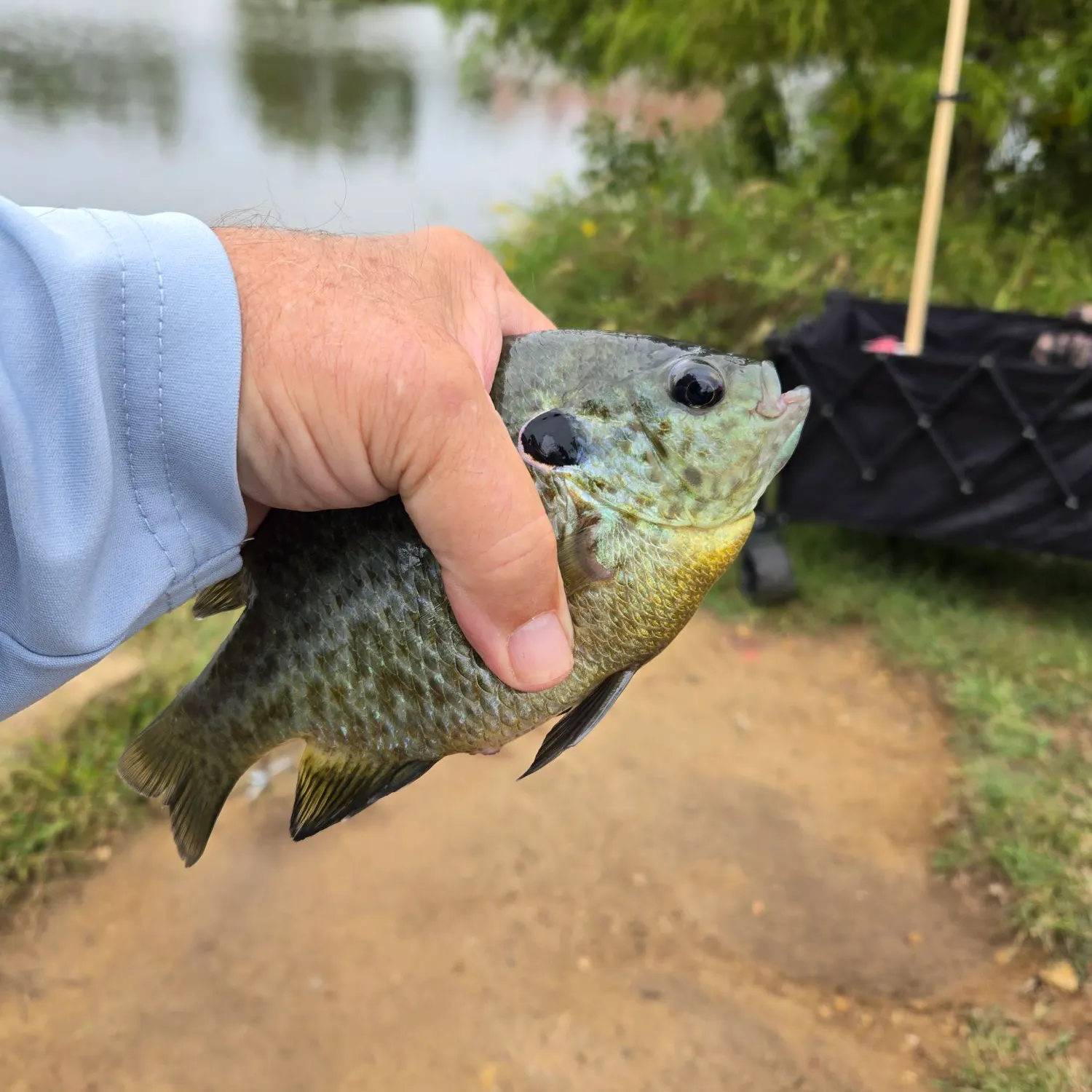 Greengill hybrid caught on Fishbrain