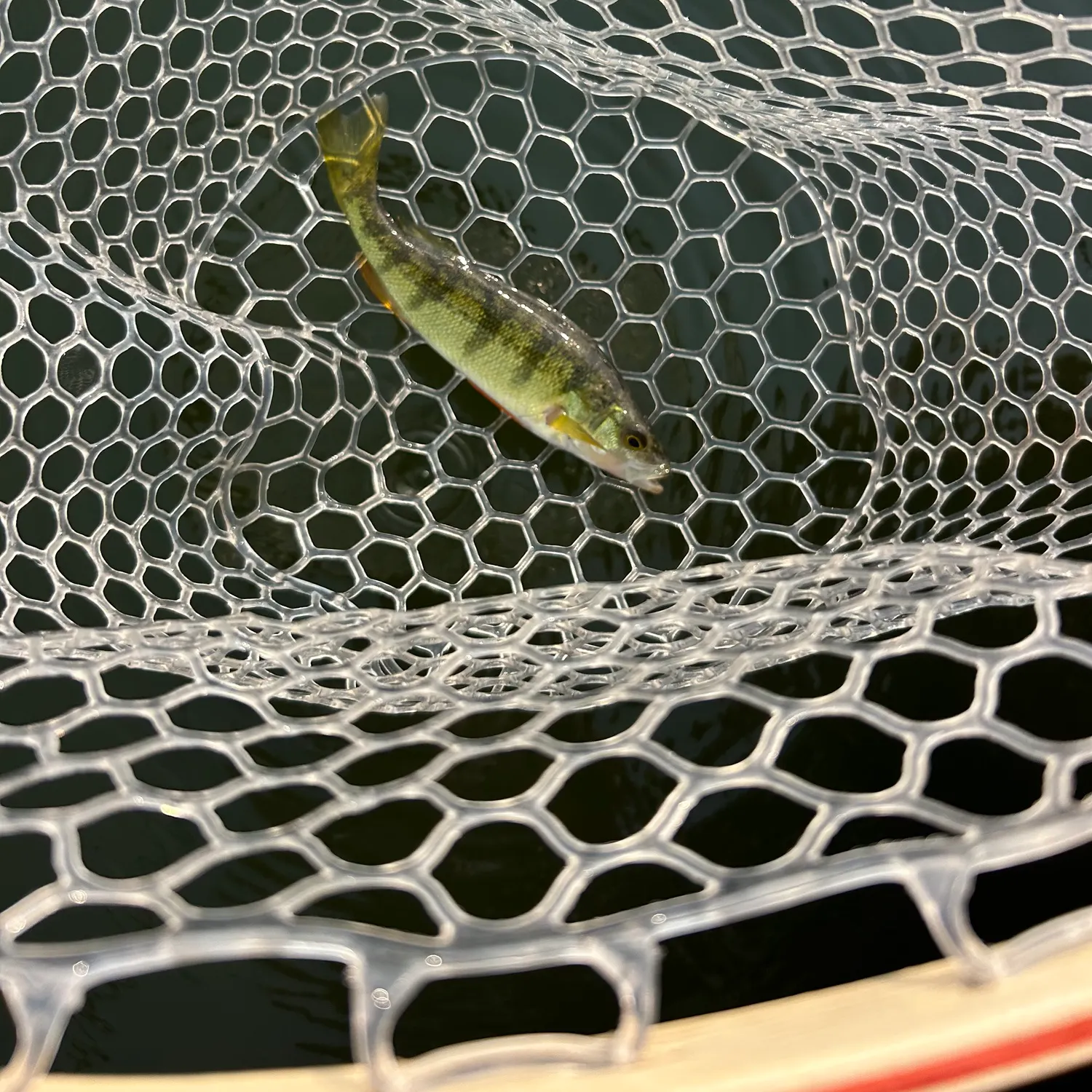 Yellow perch caught on Fishbrain
