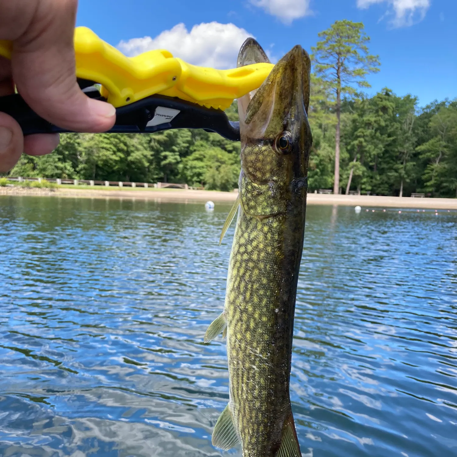 Chain pickerel caught on Fishbrain