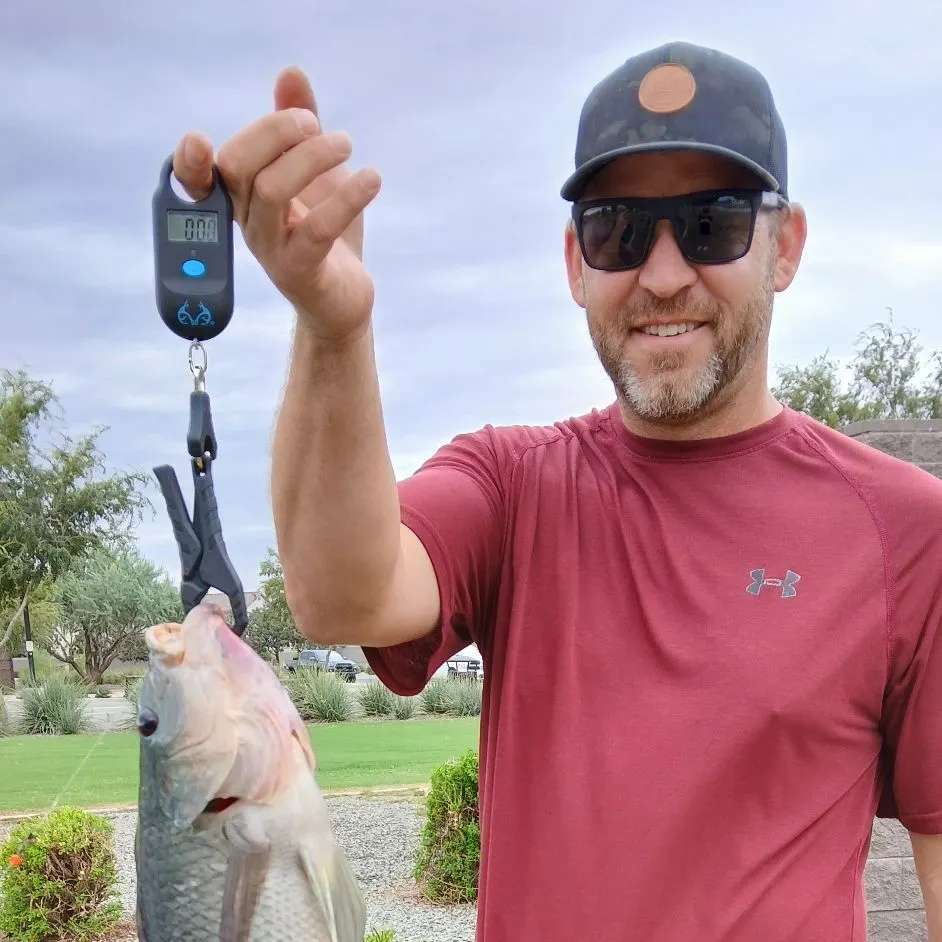 Nile tilapia caught on Fishbrain