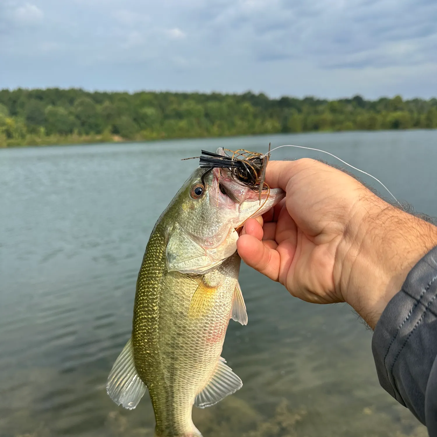 Largemouth bass caught on Fishbrain