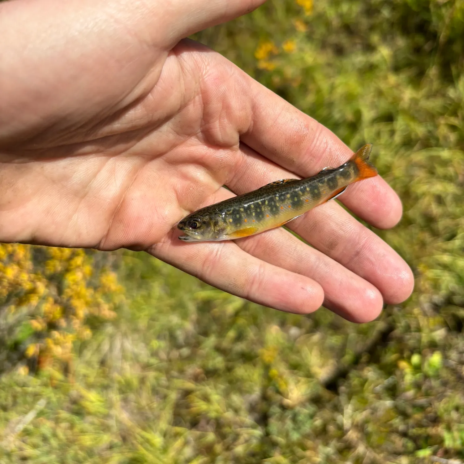 Brook trout caught on Fishbrain
