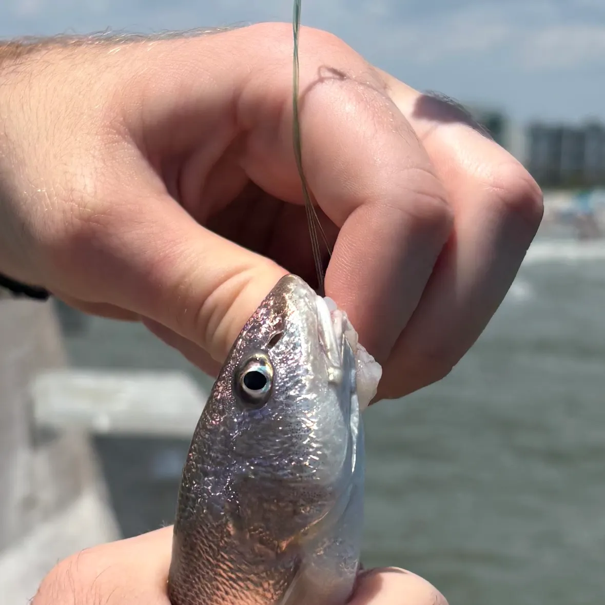 The most recent Southern kingcroaker catches on Fishbrain