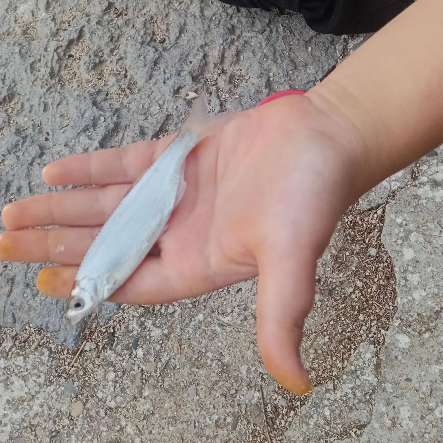Common bleak caught on Fishbrain