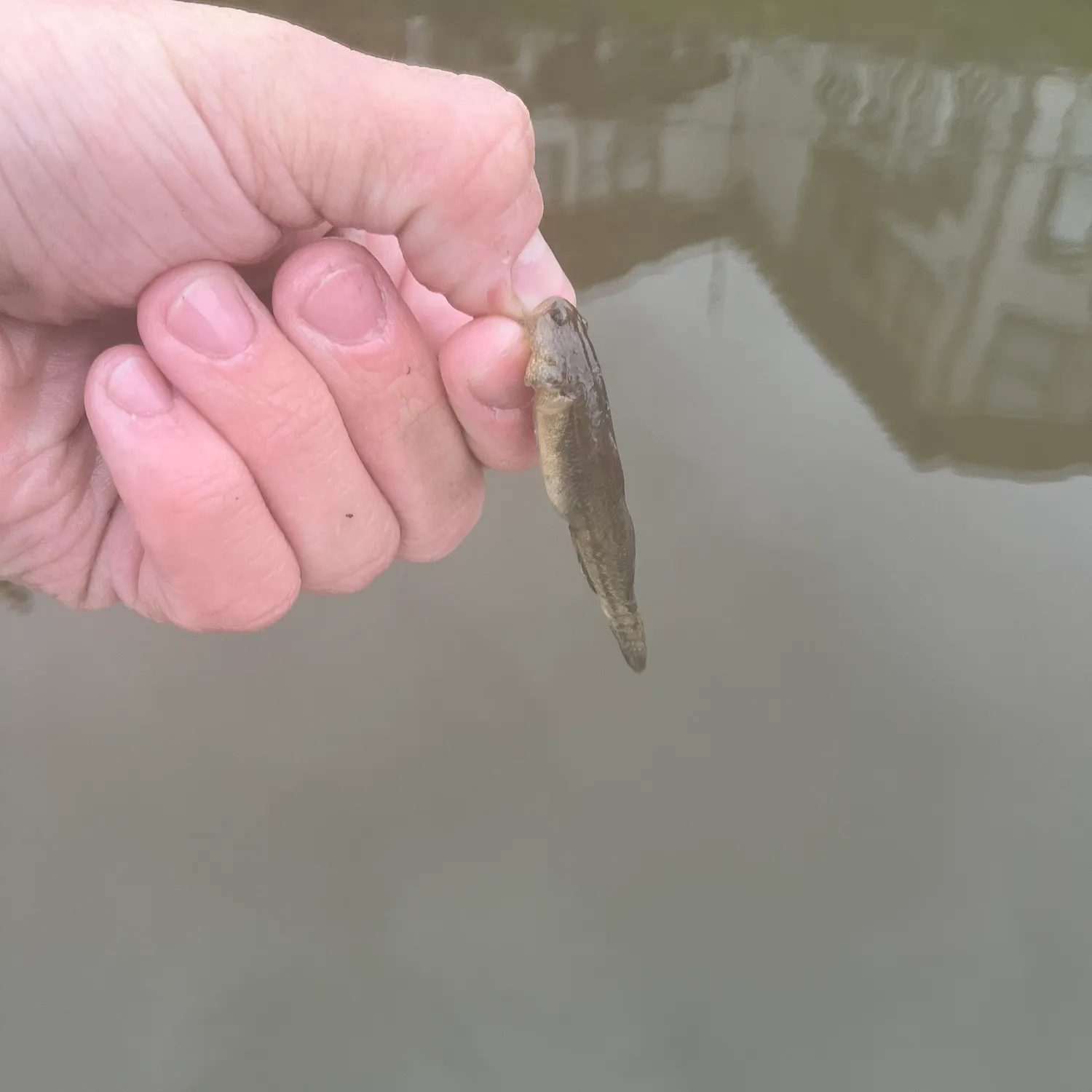 The most recent Shimofuri goby catches on Fishbrain