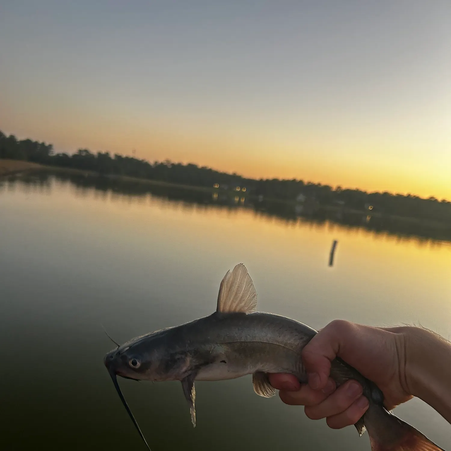Channel catfish caught on Fishbrain