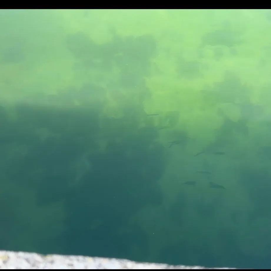 The most recent Alaska pollock catches on Fishbrain