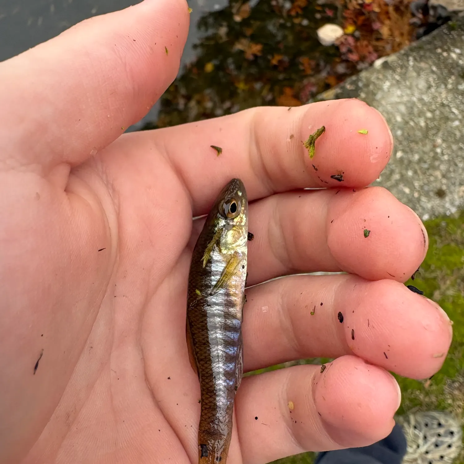 Banded killifish caught on Fishbrain
