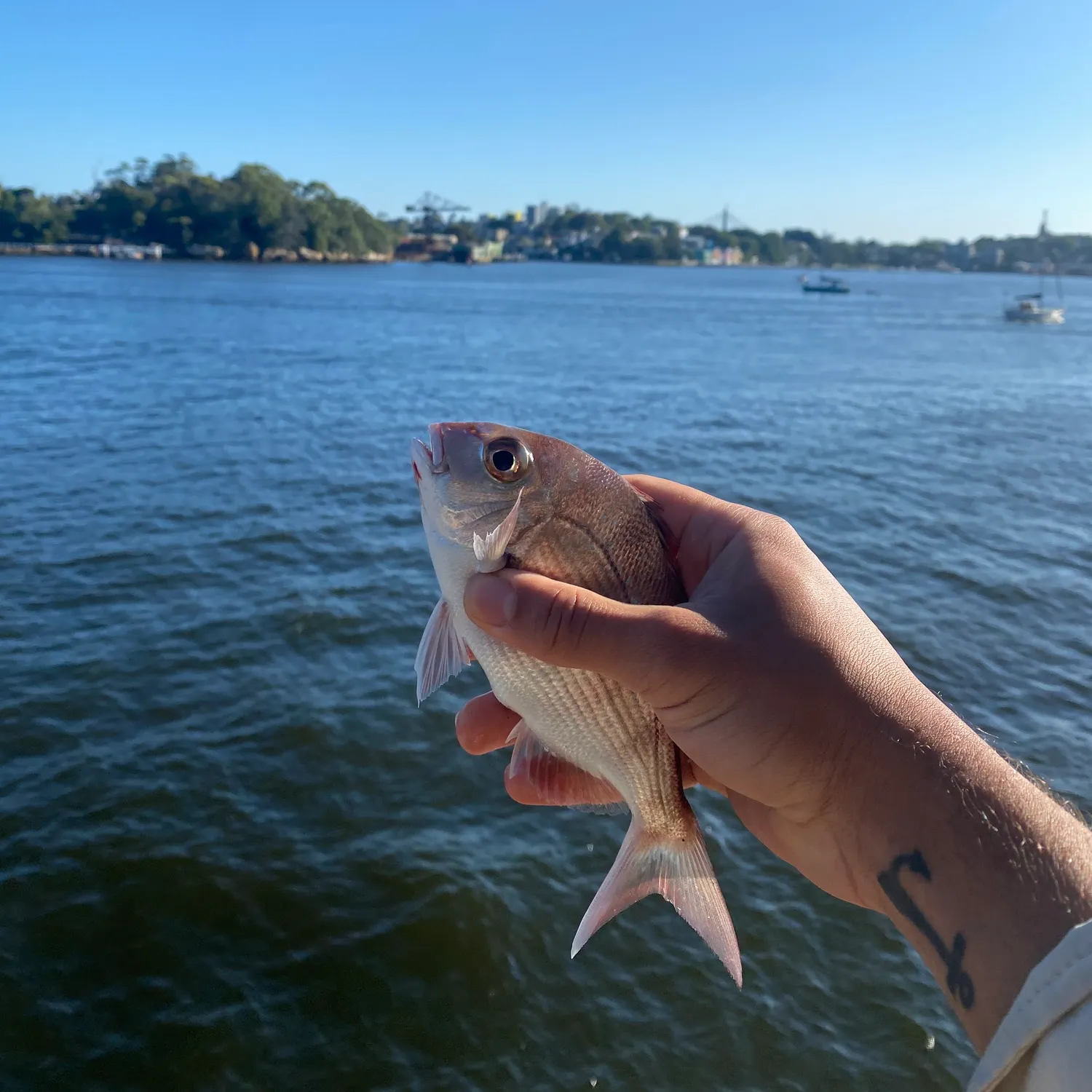 The most recent Australasian snapper catches on Fishbrain