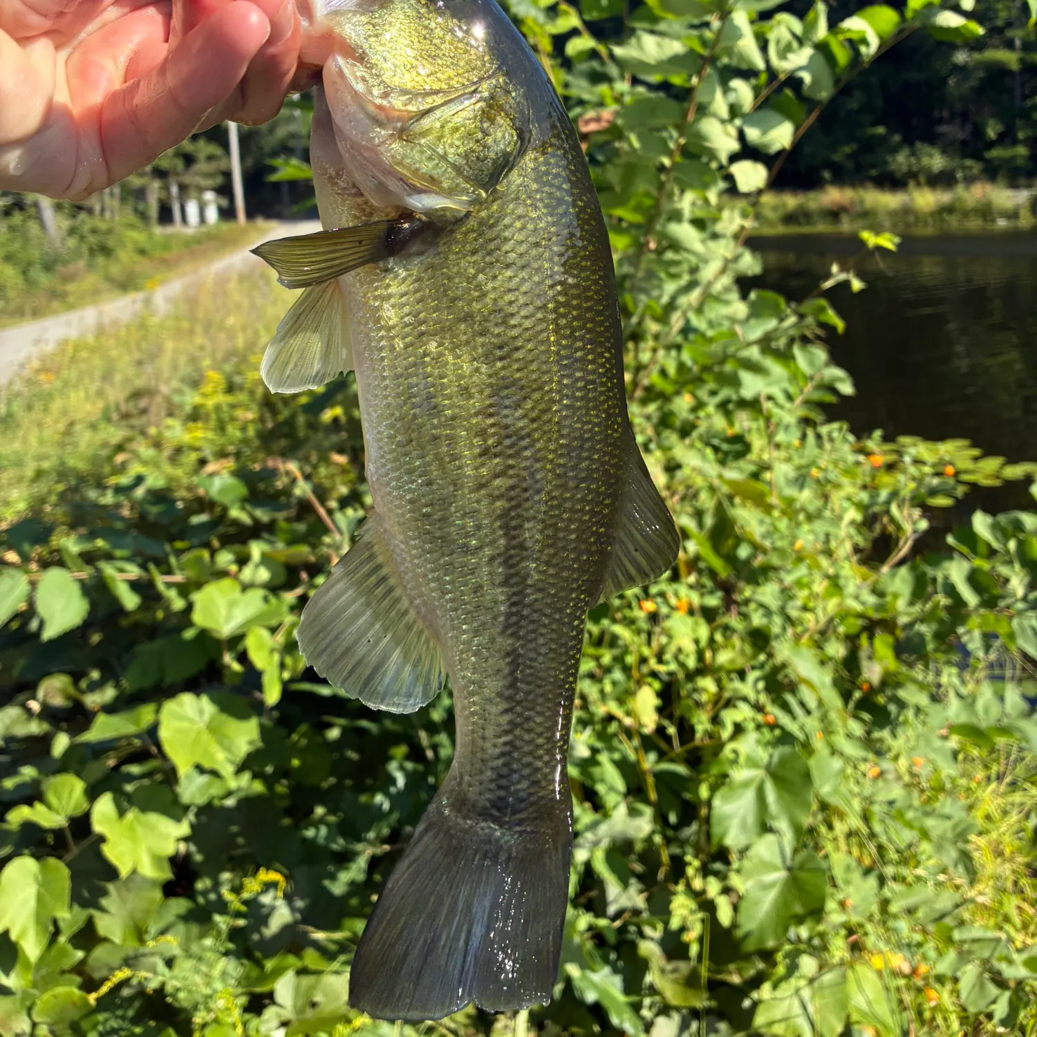 Largemouth bass caught on Fishbrain