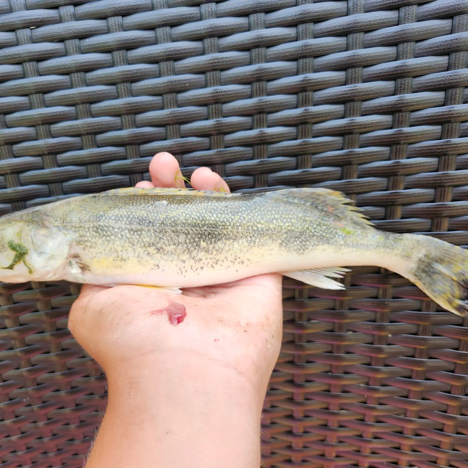 Walleye caught on Fishbrain