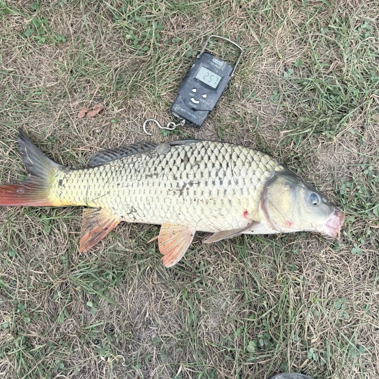 Common carp caught on Fishbrain