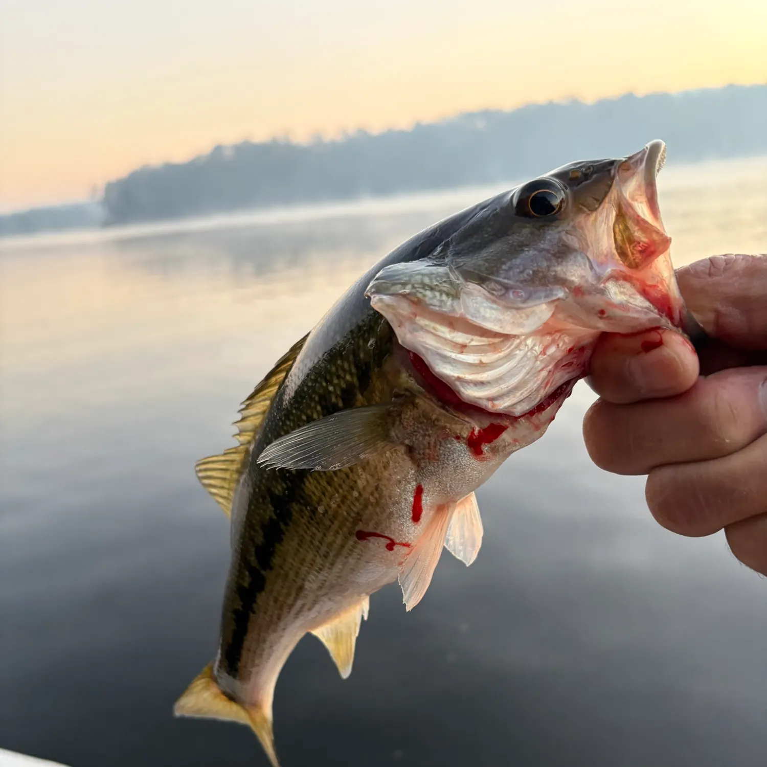 Spotted bass caught on Fishbrain