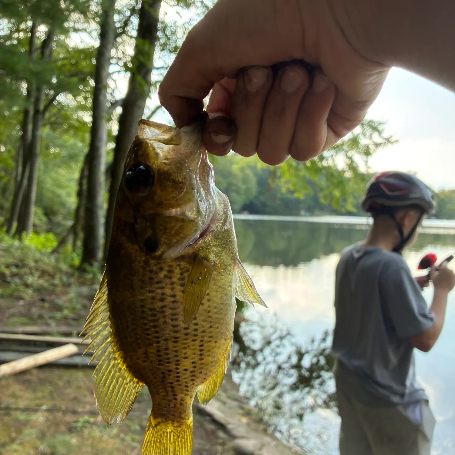 Rock bass caught on Fishbrain