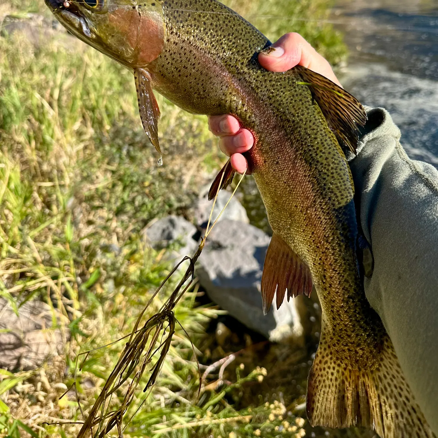 Rainbow trout caught on Fishbrain