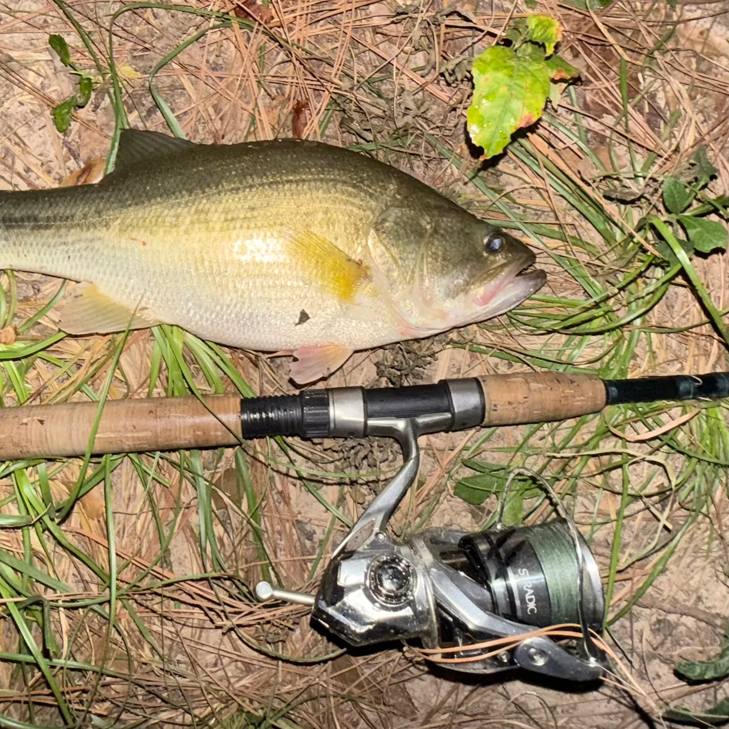 Largemouth bass caught on Fishbrain
