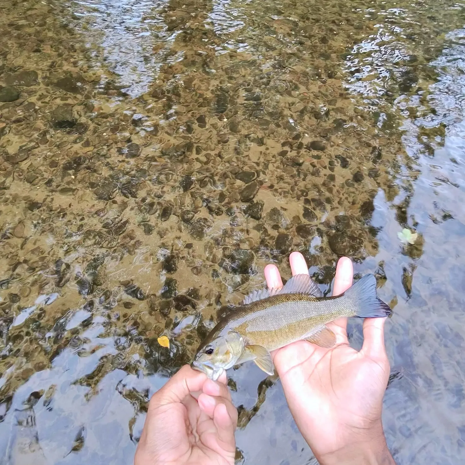 Smallmouth bass caught on Fishbrain