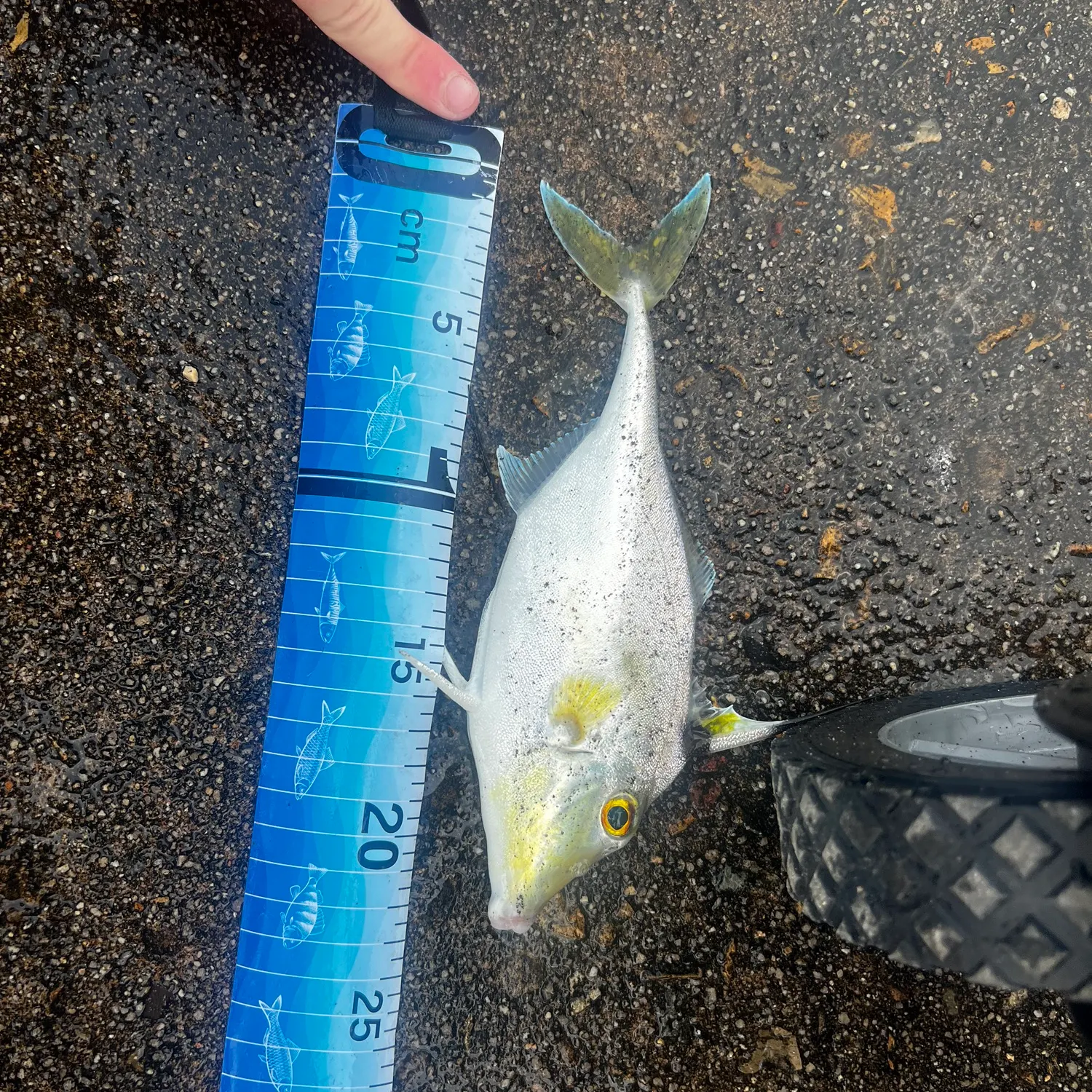 Short-nosed tripodfish caught on Fishbrain