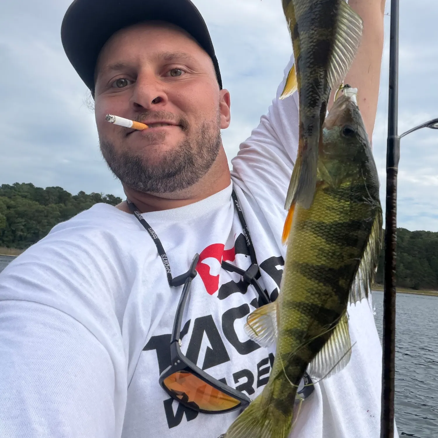 Yellow perch caught on Fishbrain