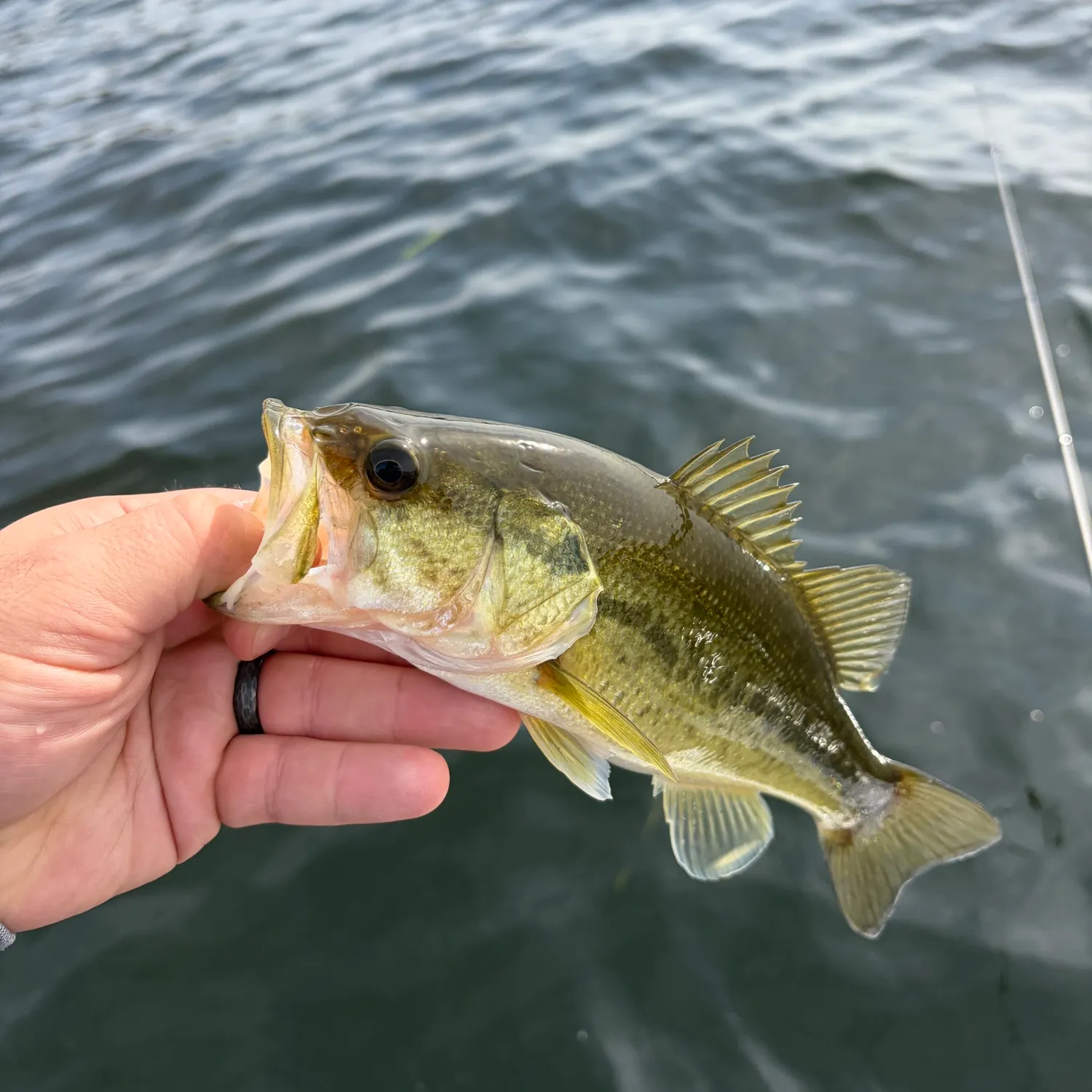 Largemouth bass caught on Fishbrain