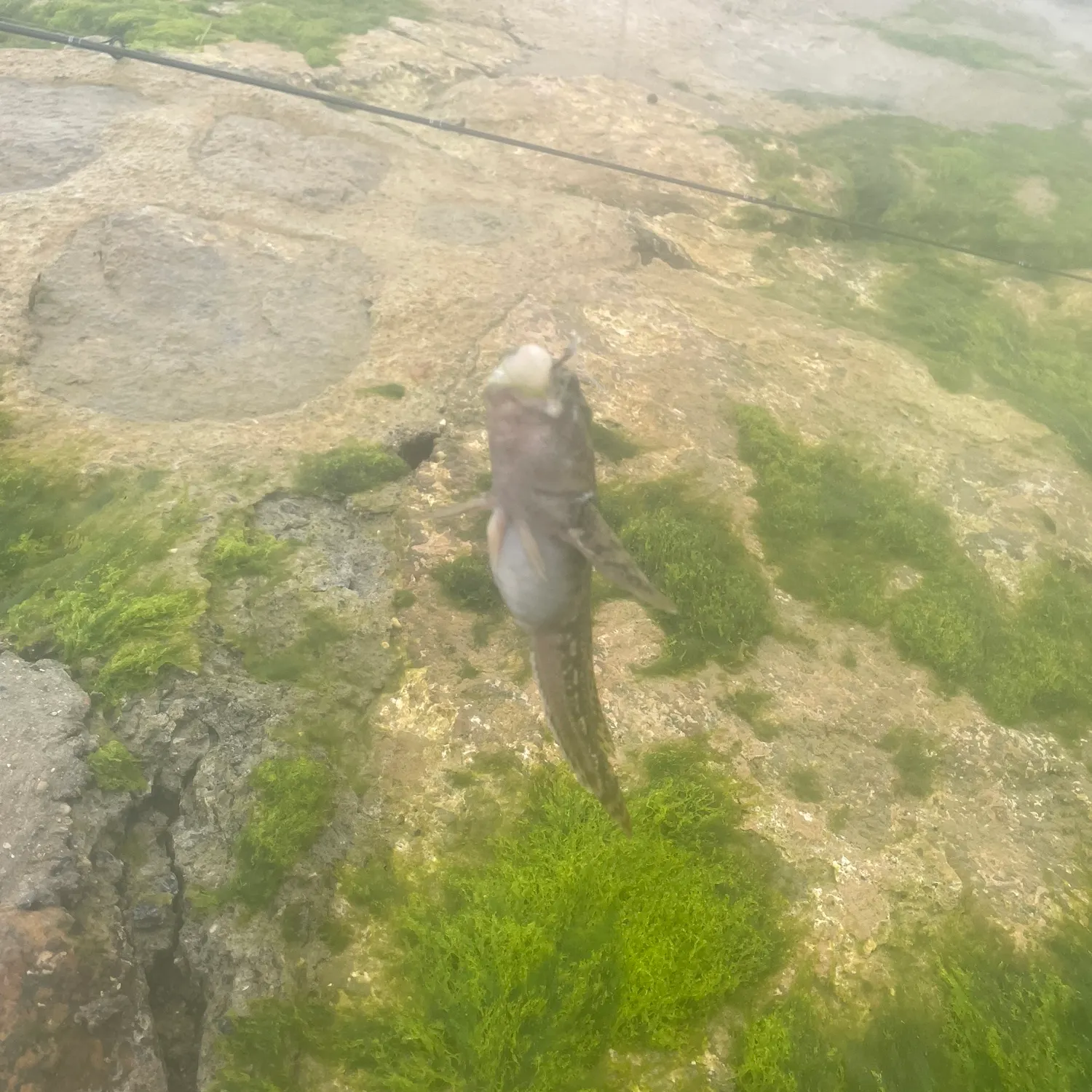 The most recent Rock goby catches on Fishbrain