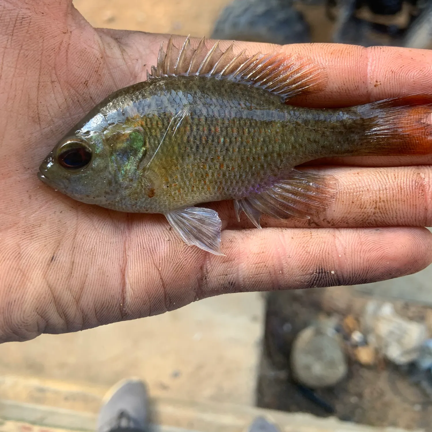 The most recent Redspotted sunfish catches on Fishbrain