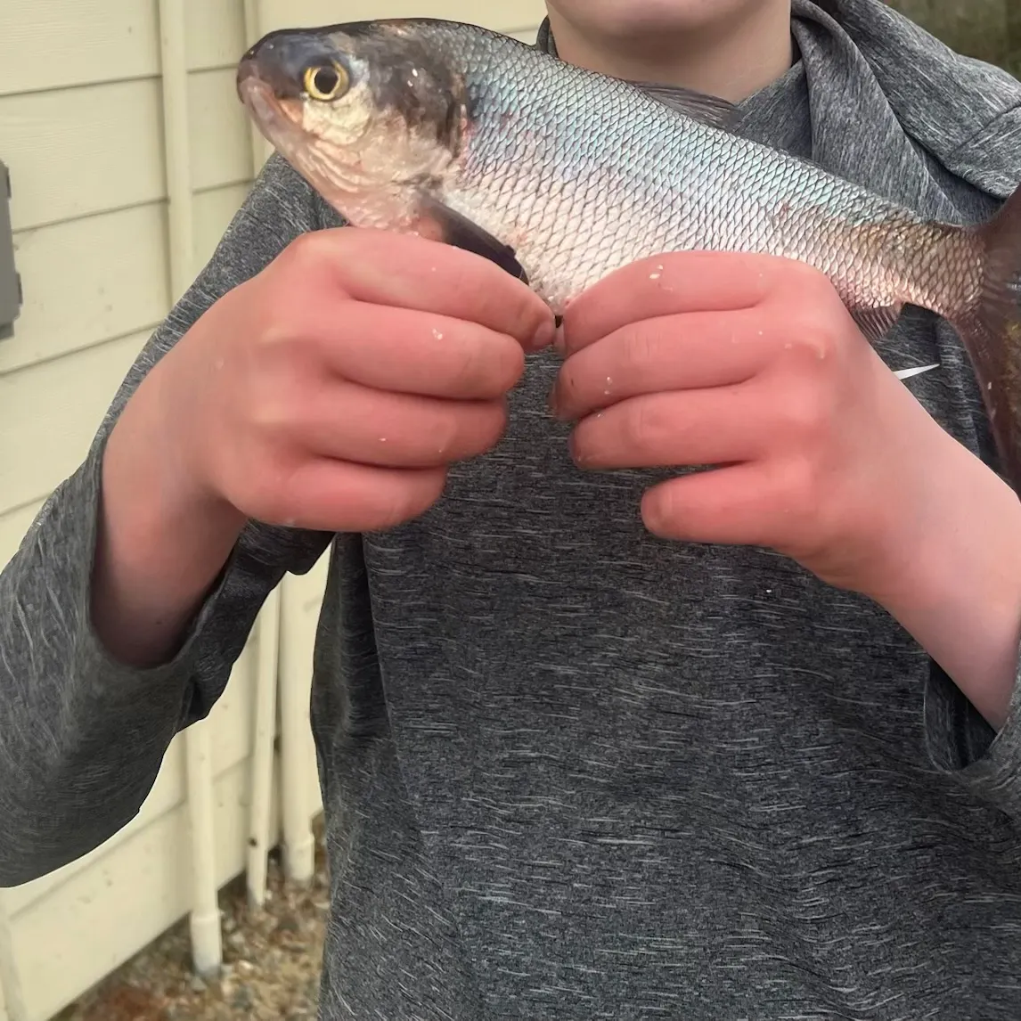 The most recent American gizzard shad catches on Fishbrain