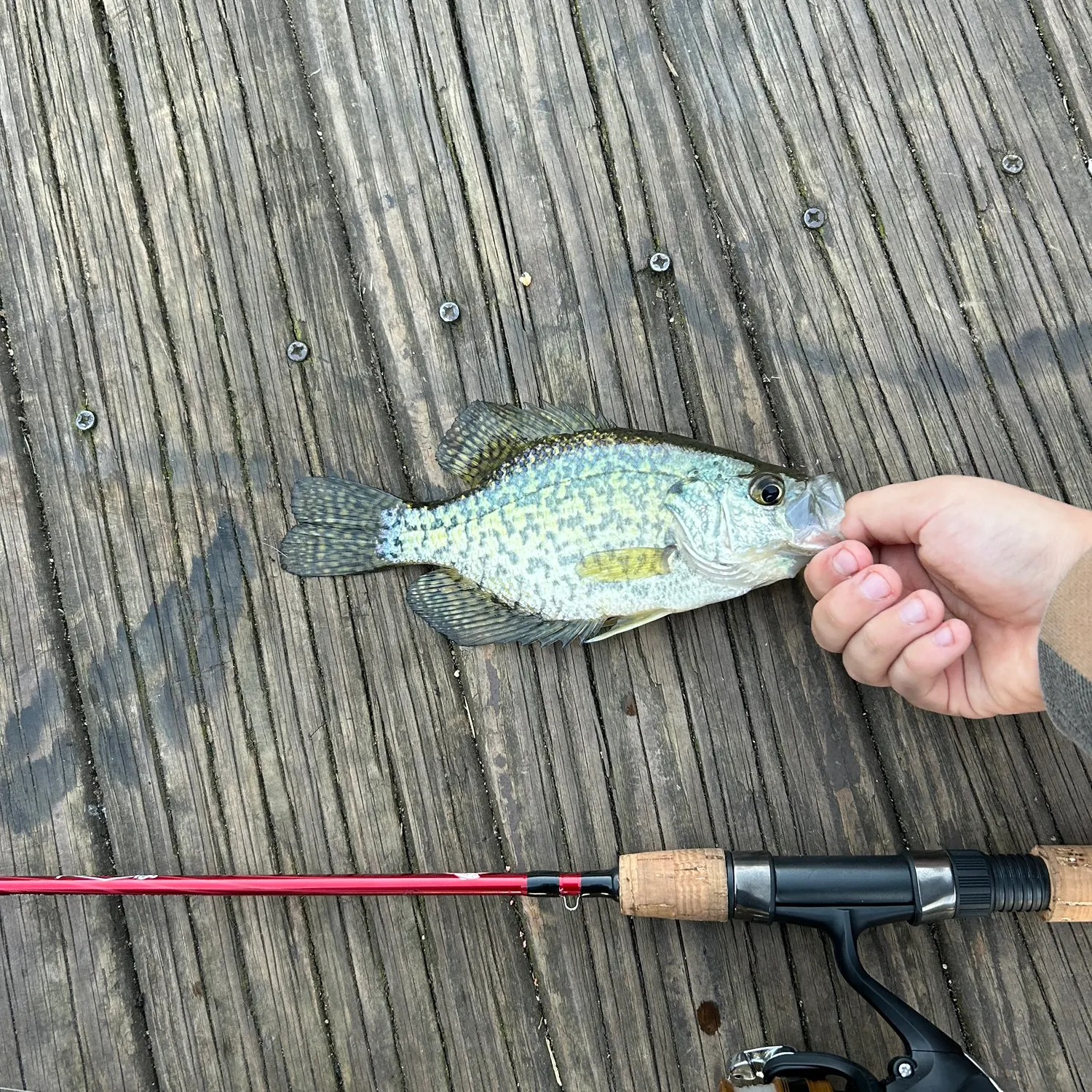 Black crappie caught on Fishbrain