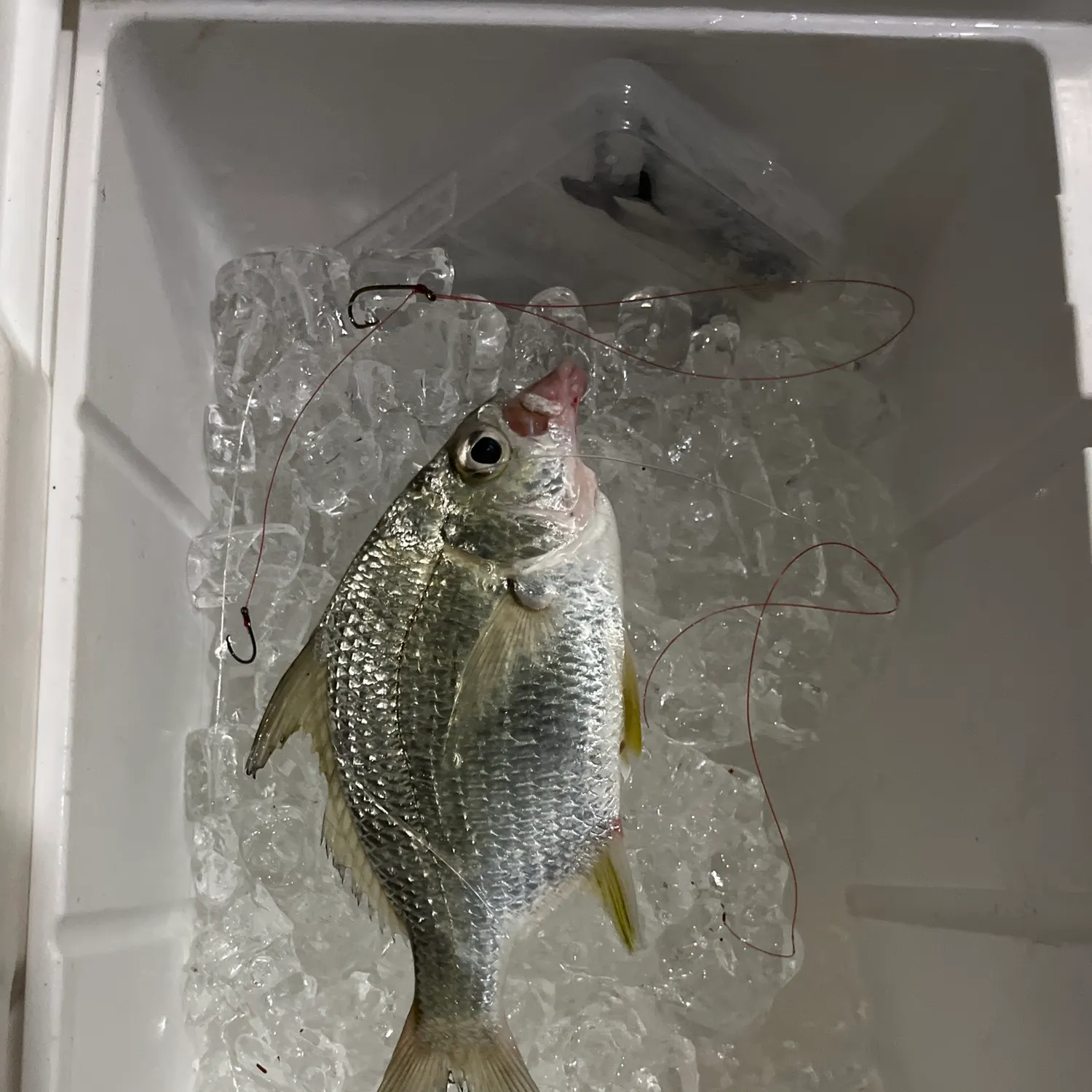 The most recent Striped mojarra catches on Fishbrain