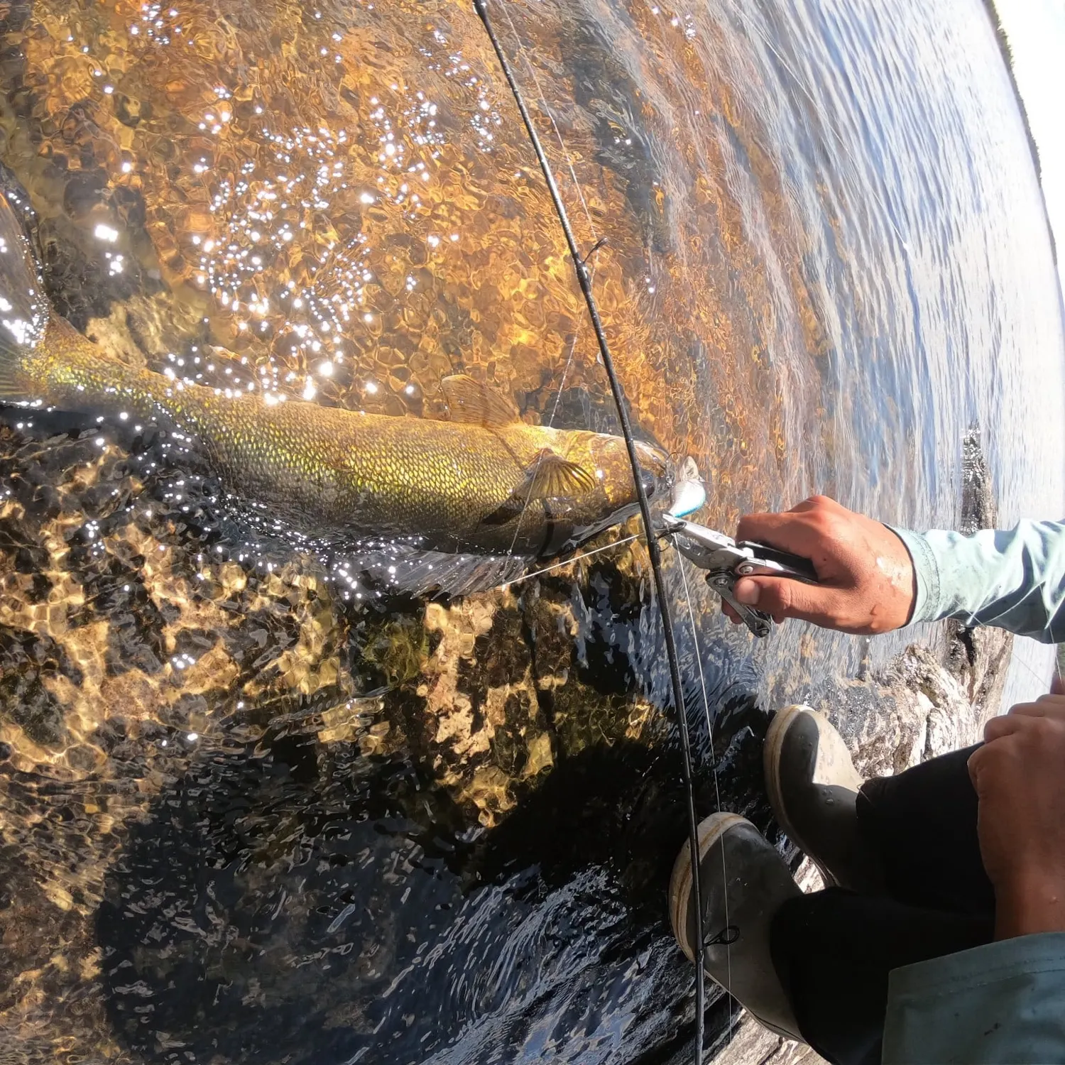 Walleye caught on Fishbrain