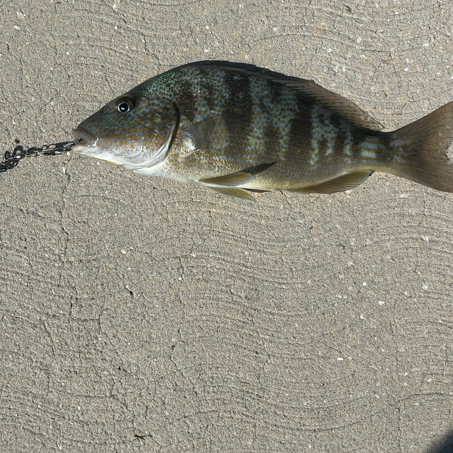 The most recent Pigfish catches on Fishbrain