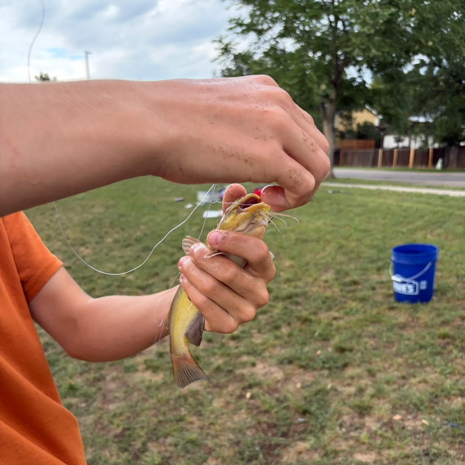 Yellow bullhead caught on Fishbrain