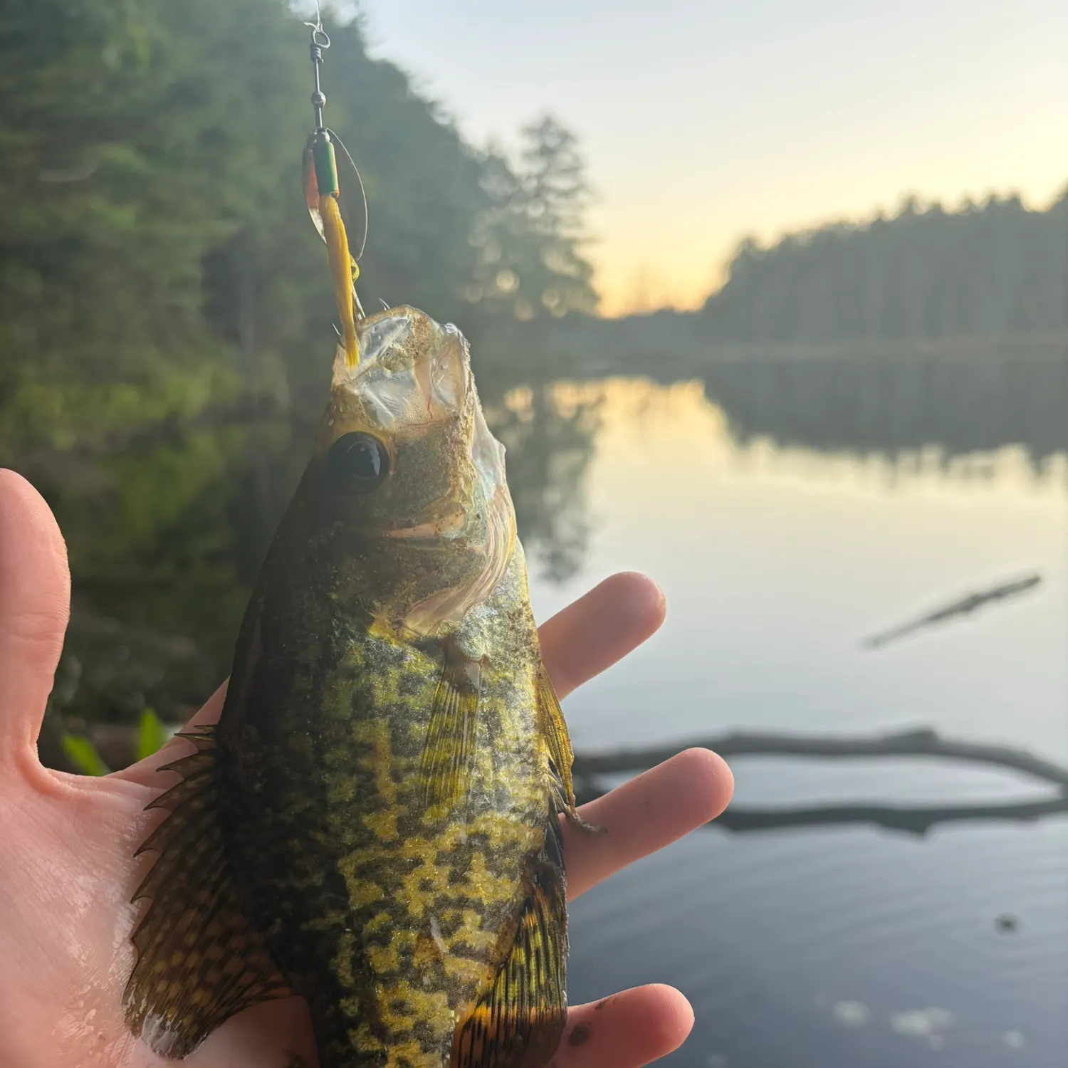 Black crappie caught on Fishbrain