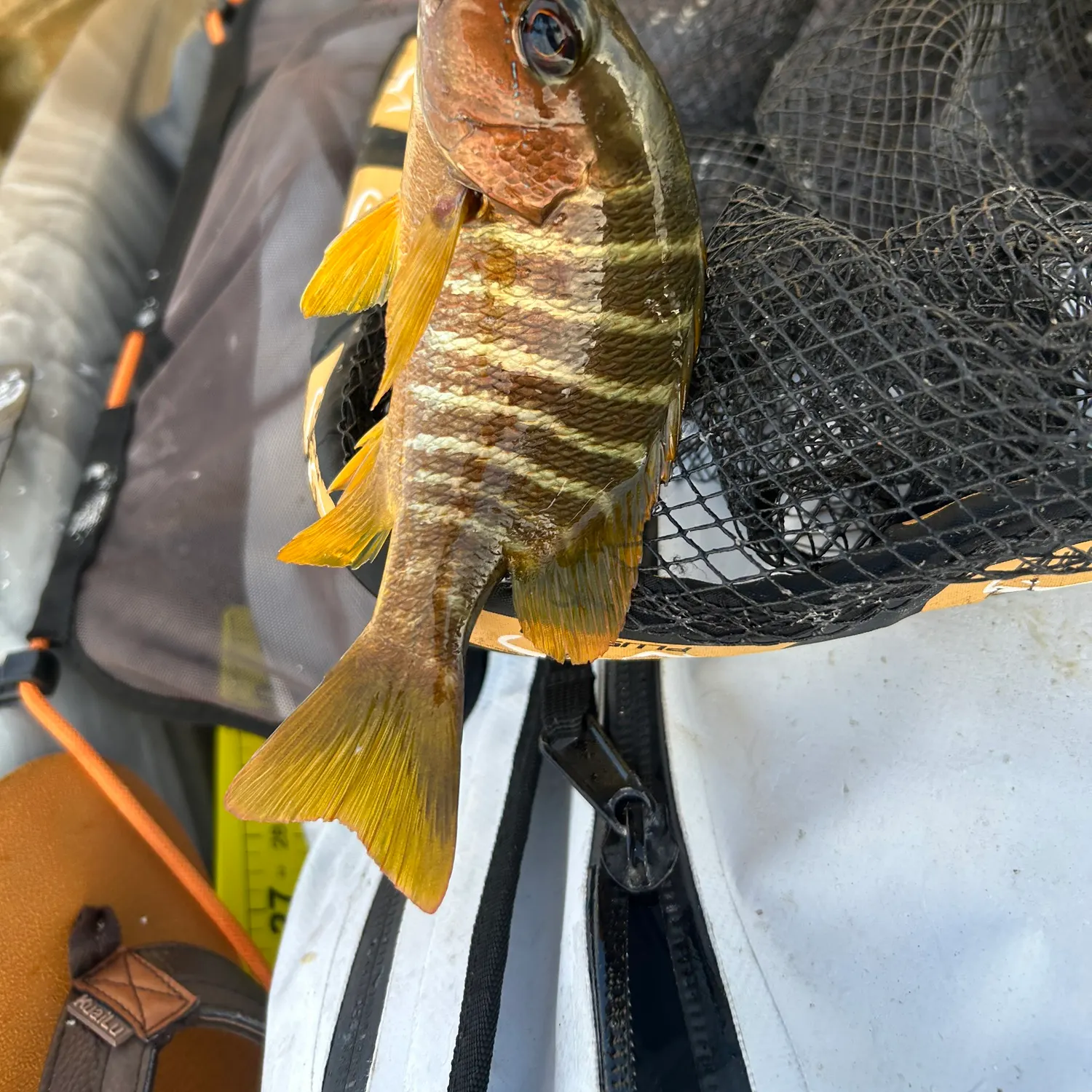 The most recent Dog Snapper catches on Fishbrain