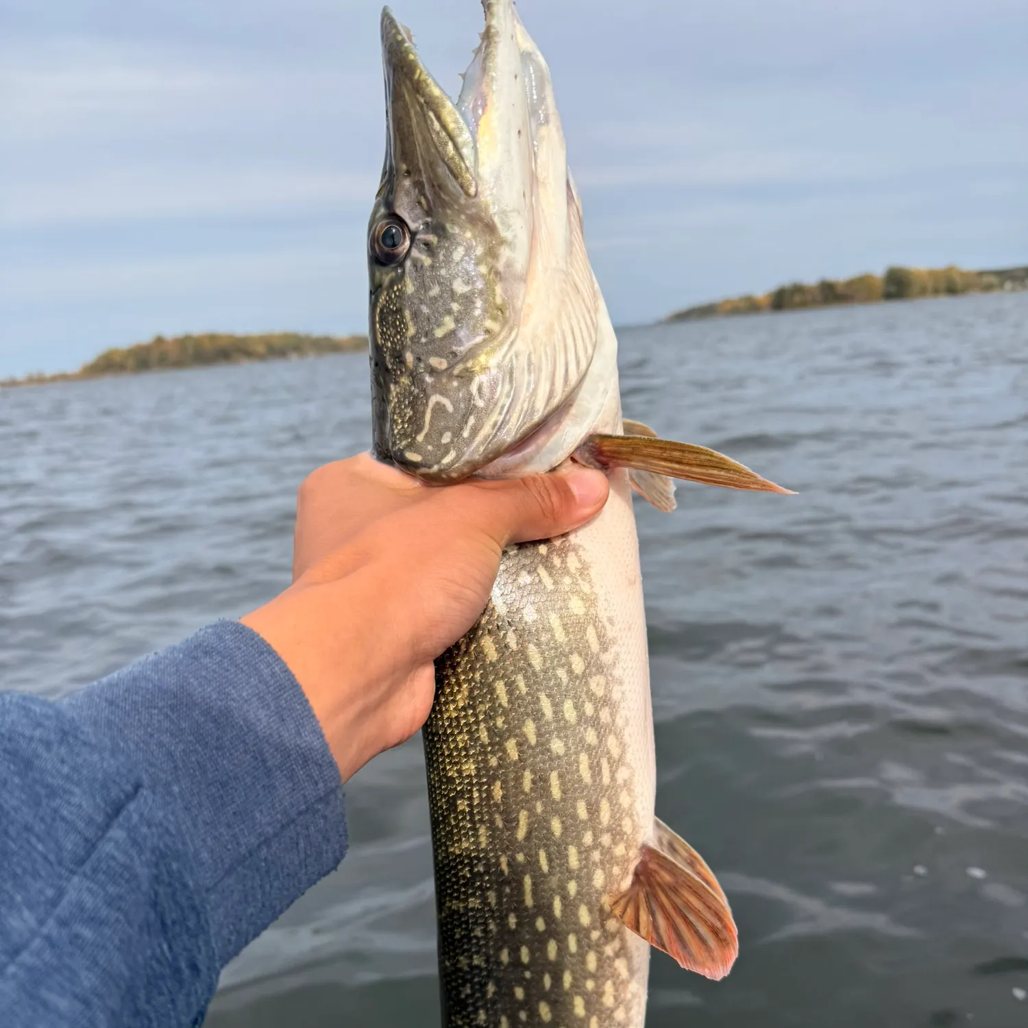 Northern pike caught on Fishbrain