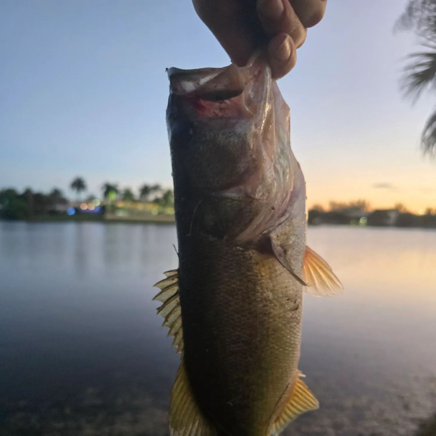 Largemouth bass caught on Fishbrain