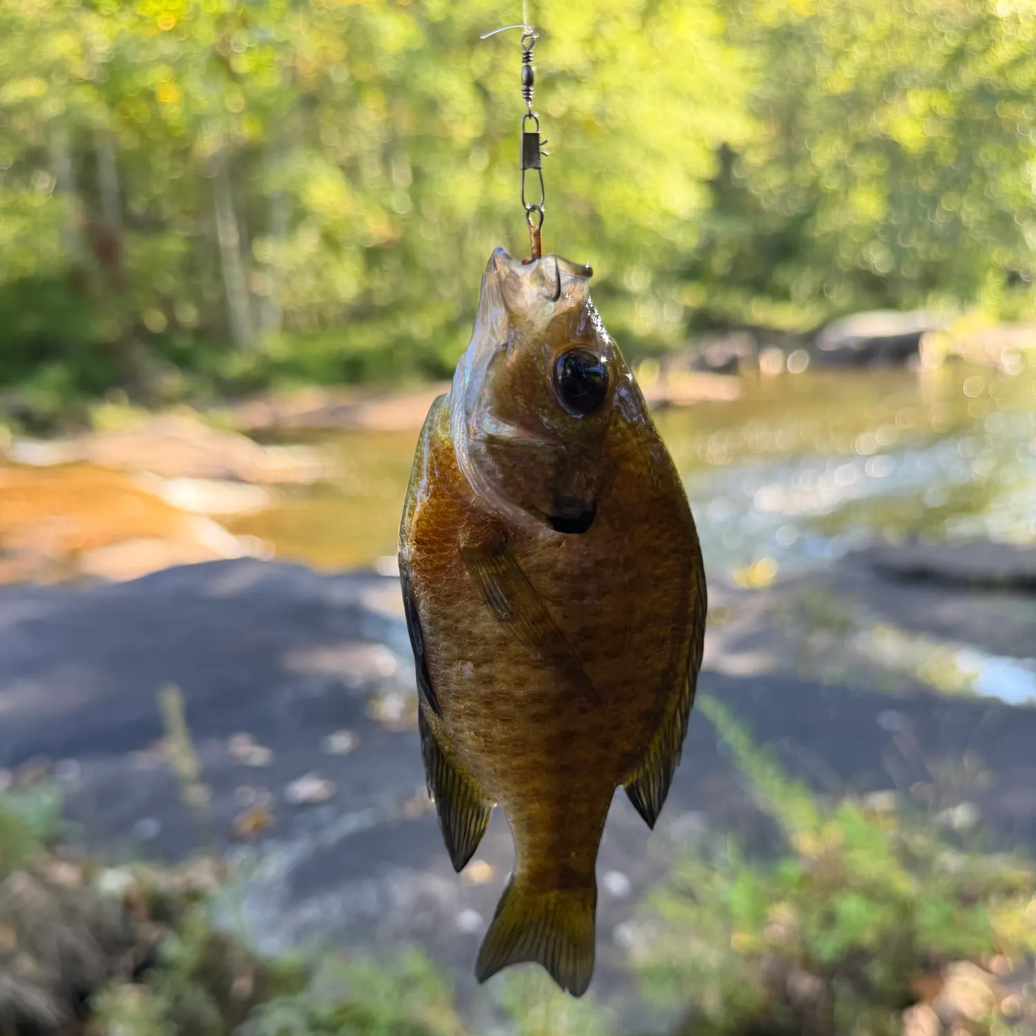Bluegill caught on Fishbrain