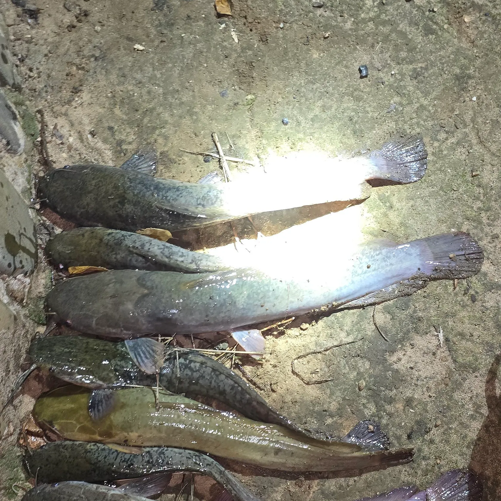 The most recent North African catfish catches on Fishbrain